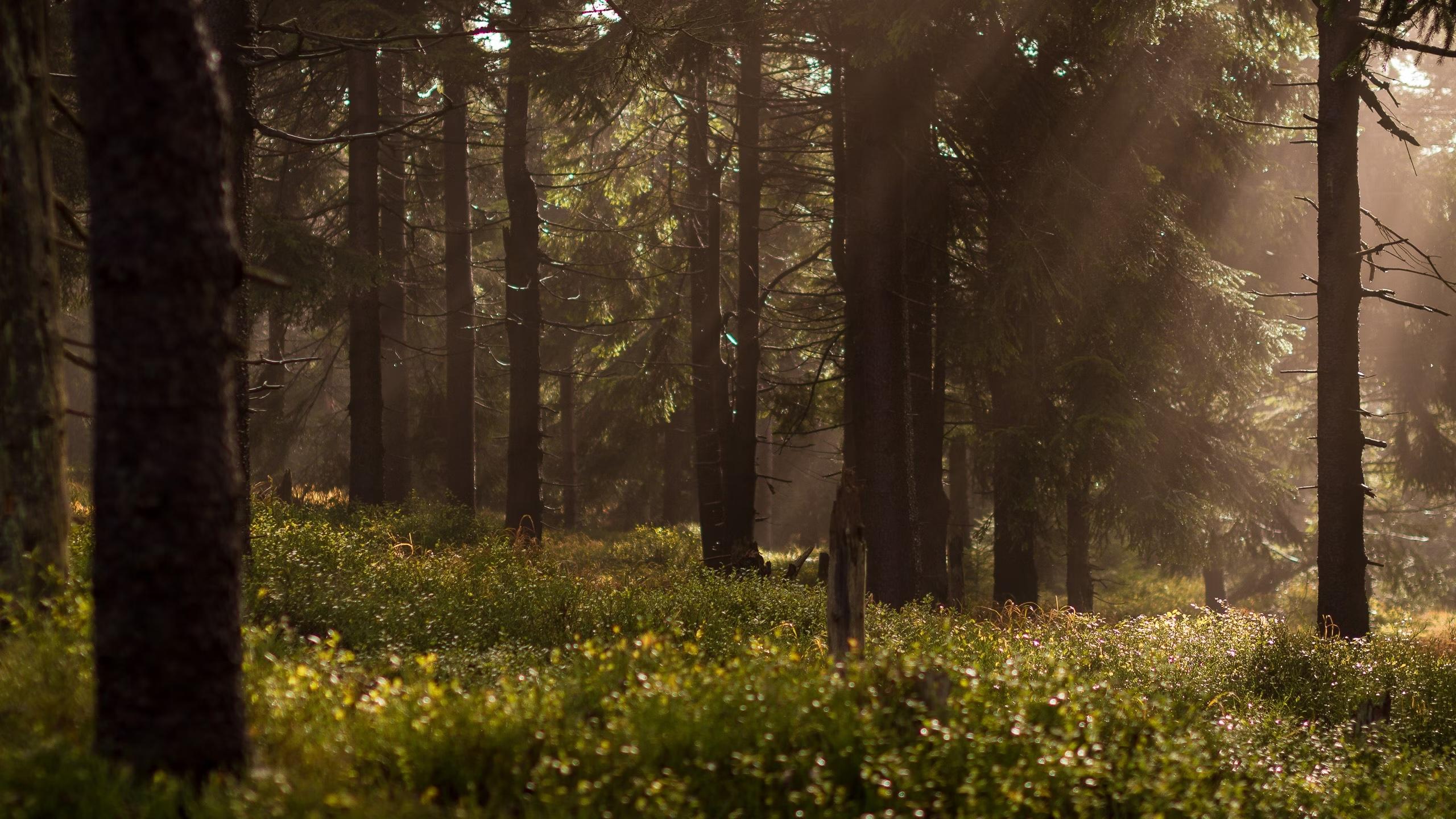 Hero forest background